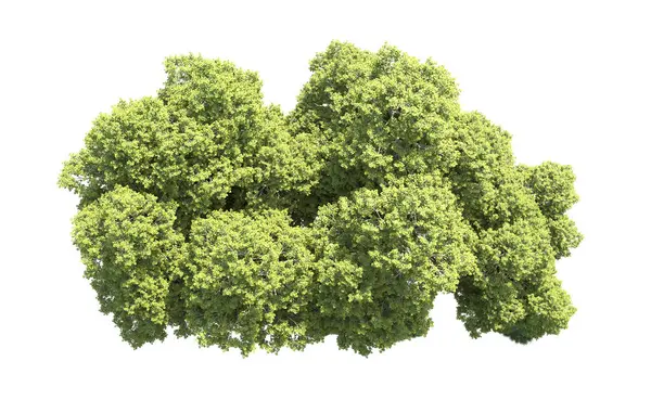 Orman ağaçları arka planda maskeyle izole edilmiş. 3d görüntüleme - illüstrasyon