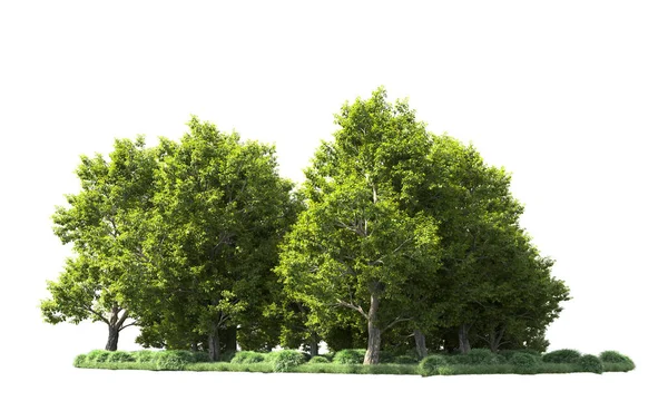 Orman ağaçları arka planda maskeyle izole edilmiş. 3d görüntüleme - illüstrasyon