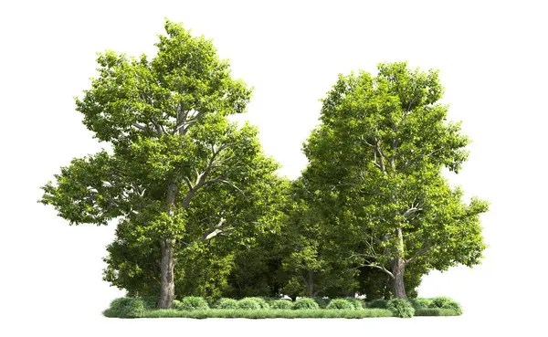 Orman ağaçları arka planda maskeyle izole edilmiş. 3d görüntüleme - illüstrasyon