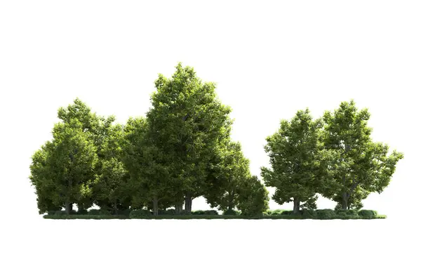 Orman ağaçları arka planda maskeyle izole edilmiş. 3d görüntüleme - illüstrasyon
