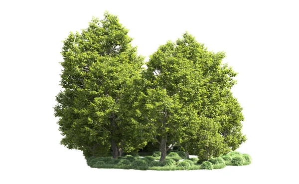 Orman ağaçları arka planda maskeyle izole edilmiş. 3d görüntüleme - illüstrasyon