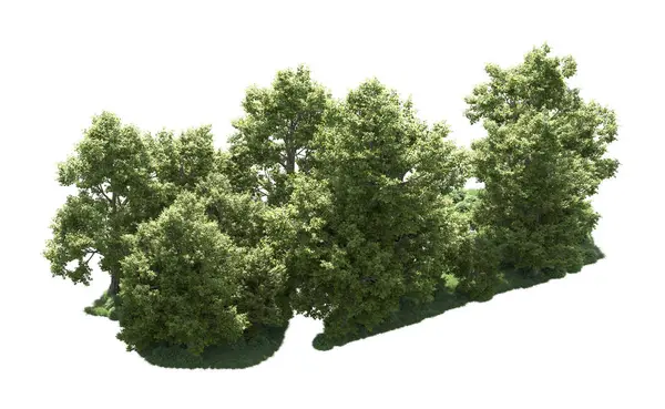 Orman ağaçları arka planda maskeyle izole edilmiş. 3d görüntüleme - illüstrasyon