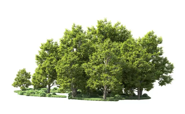 Orman ağaçları arka planda maskeyle izole edilmiş. 3d görüntüleme - illüstrasyon