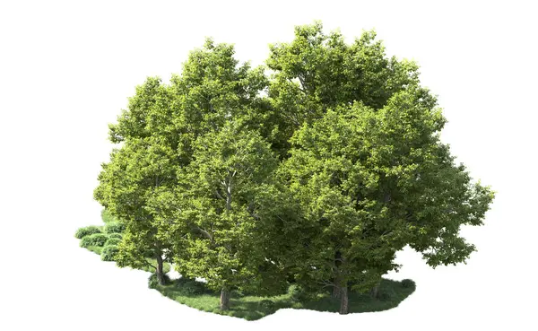 Orman ağaçları arka planda maskeyle izole edilmiş. 3d görüntüleme - illüstrasyon