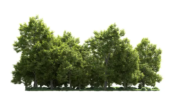 Orman ağaçları arka planda maskeyle izole edilmiş. 3d görüntüleme - illüstrasyon