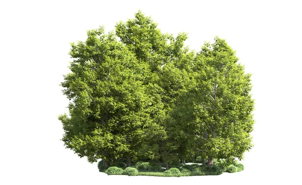 Orman ağaçları arka planda maskeyle izole edilmiş. 3d görüntüleme - illüstrasyon