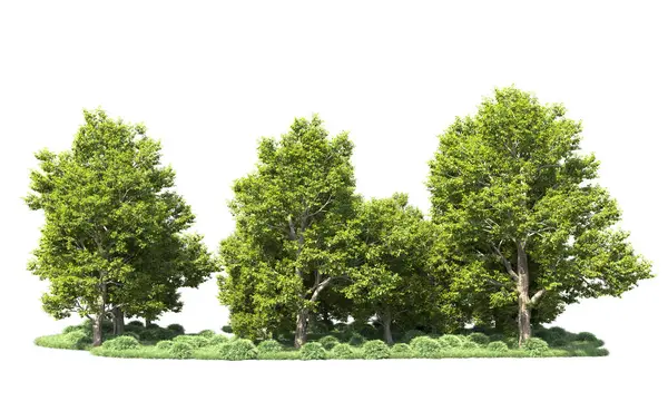 Orman ağaçları arka planda maskeyle izole edilmiş. 3d görüntüleme - illüstrasyon