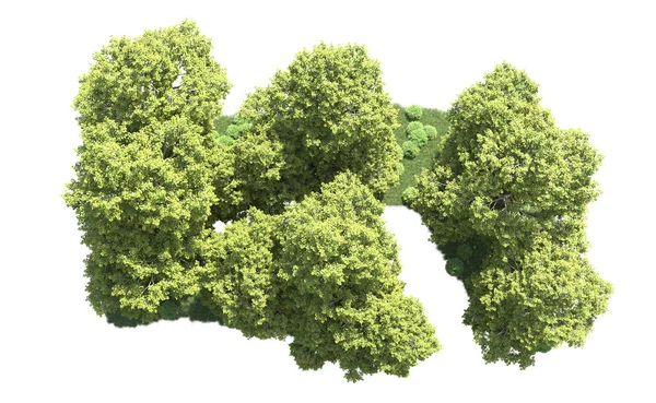 Orman ağaçları arka planda maskeyle izole edilmiş. 3d görüntüleme - illüstrasyon