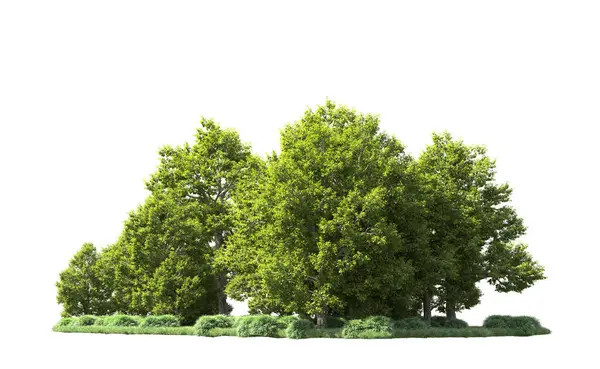 Orman ağaçları arka planda maskeyle izole edilmiş. 3d görüntüleme - illüstrasyon