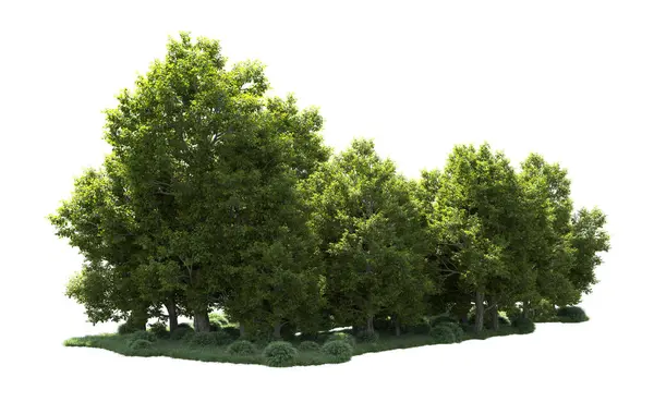 Orman ağaçları arka planda maskeyle izole edilmiş. 3d görüntüleme - illüstrasyon