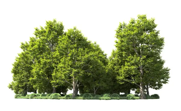 Orman ağaçları arka planda maskeyle izole edilmiş. 3d görüntüleme - illüstrasyon