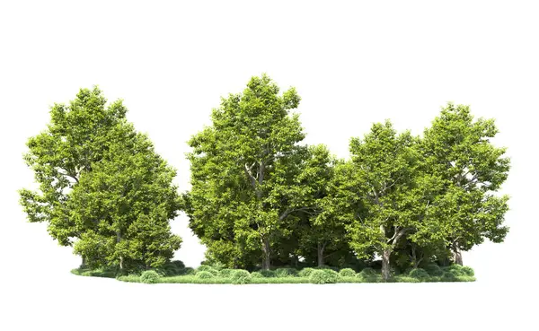 Orman ağaçları arka planda maskeyle izole edilmiş. 3d görüntüleme - illüstrasyon