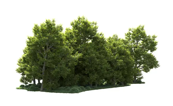 Orman ağaçları arka planda maskeyle izole edilmiş. 3d görüntüleme - illüstrasyon