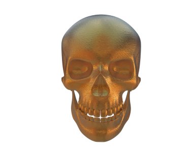 kafatası beyaz arkaplanda izole edildi 