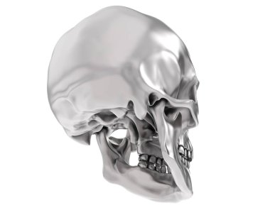 kafatası beyaz arkaplanda izole edildi 