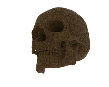 kafatası beyaz arkaplanda izole edildi 