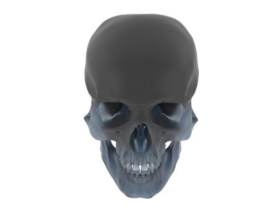 kafatası beyaz arkaplanda izole edildi 