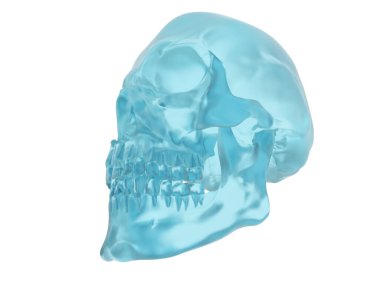 kafatası beyaz arkaplanda izole edildi 