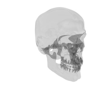 kafatası beyaz arkaplanda izole edildi 