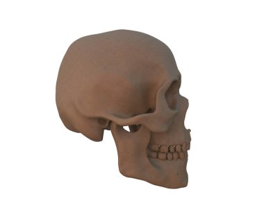 kafatası beyaz arkaplanda izole edildi 