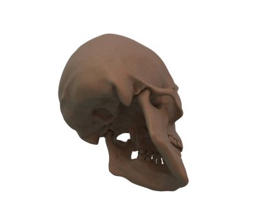 kafatası beyaz arkaplanda izole edildi 