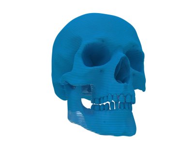 kafatası beyaz arkaplanda izole edildi 