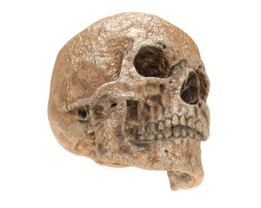 kafatası beyaz arkaplanda izole edildi 