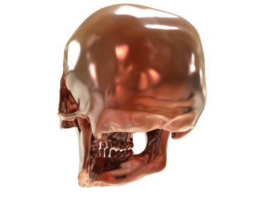 kafatası beyaz arkaplanda izole edildi 