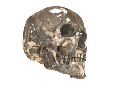 kafatası beyaz arkaplanda izole edildi 