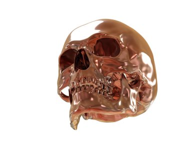 kafatası beyaz arkaplanda izole edildi 