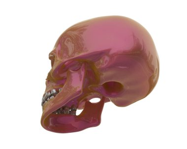 kafatası beyaz arkaplanda izole edildi 