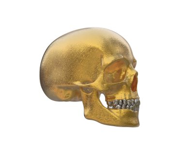 kafatası beyaz arkaplanda izole edildi 