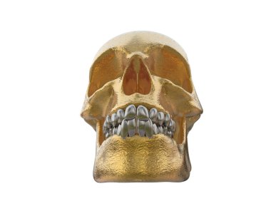 kafatası beyaz arkaplanda izole edildi 