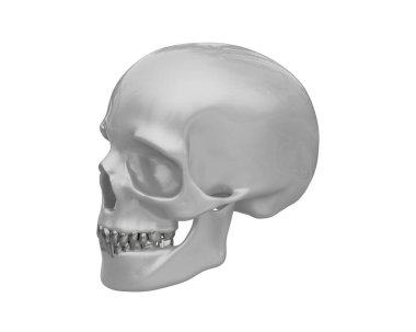 kafatası beyaz arkaplanda izole edildi 
