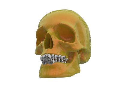 kafatası beyaz arkaplanda izole edildi 