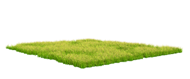 beyaz zemin üzerinde izole ot