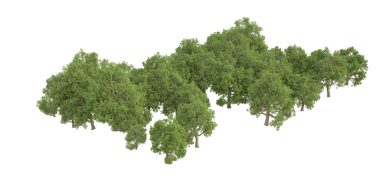 Beyaz arka planda izole edilmiş ağaçlar ormanı