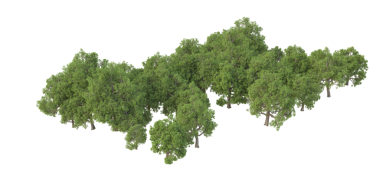 Beyaz arkaplanda izole edilmiş ağaçlar