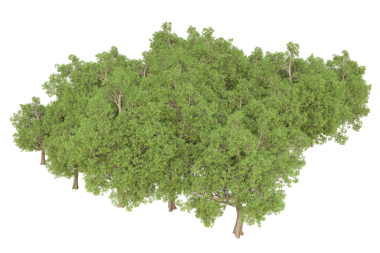 Beyaz arkaplanda izole edilmiş ağaç