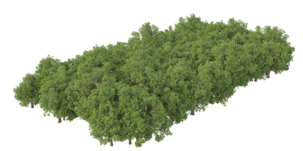 Beyaz arka planda izole edilmiş yeşil çam ağacı. 3d illüstrasyon