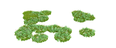 Beyaz arkaplanda 3 boyutlu yeşil yosun izole edildi.