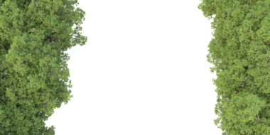 beyaz arkaplanda izole edilmiş yeşil ağaç.