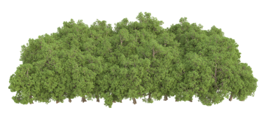 Beyaz arkaplanda 3 boyutlu ağaç oluşturma