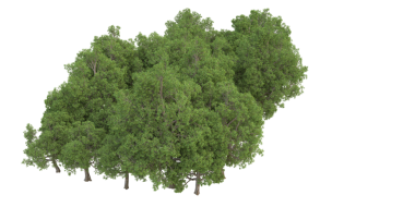 Siyah arka planda izole edilmiş çam ağacı