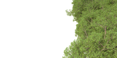 Beyaz arkaplanda ağaç