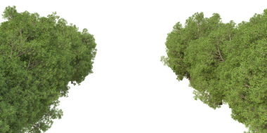 Beyaz arkaplanda izole edilmiş ağaçlar