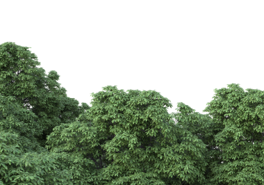 Ağaç yaprakları beyaz arkaplanda izole. 3d illüstrasyon