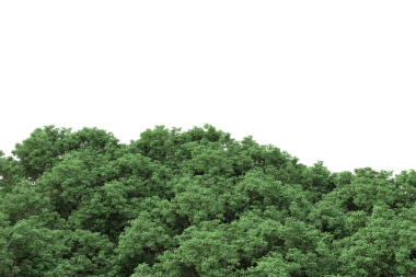 Beyaz arkaplanda izole edilmiş ağaç