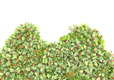 Ivy beyaz arkaplanda izole