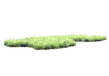 Beyaz arkaplanda yeşil yosun izole edildi